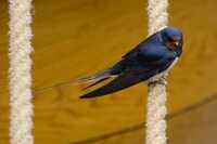 Barn Swallow